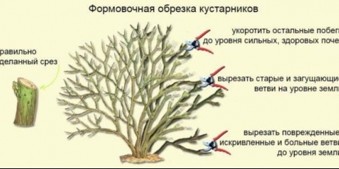 Kako rezati i oblikovati divlju ružu: u proljeće, ljeto, jesen